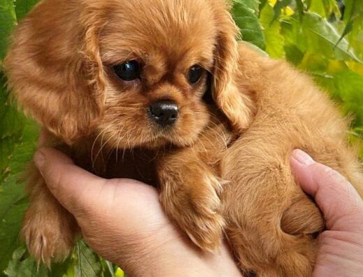 Кавалер Кінг Чарльз спаніель: Фантастичні малюки від розкішної пари