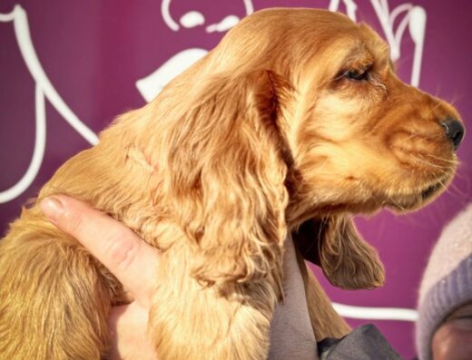 Англійський кокер-спанієль: Активні та розумні хлопчики