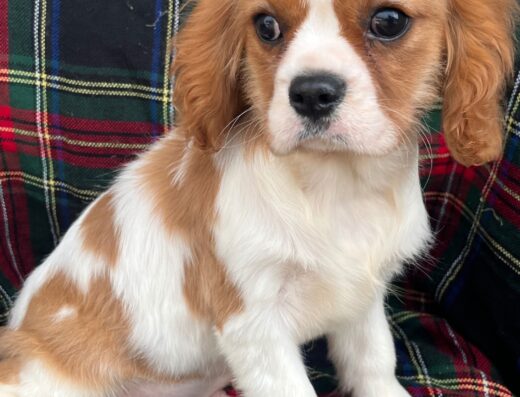 Кавалер кінг чарльз спанієль: Хлопчик та дівчинка забарвлення бленхейм