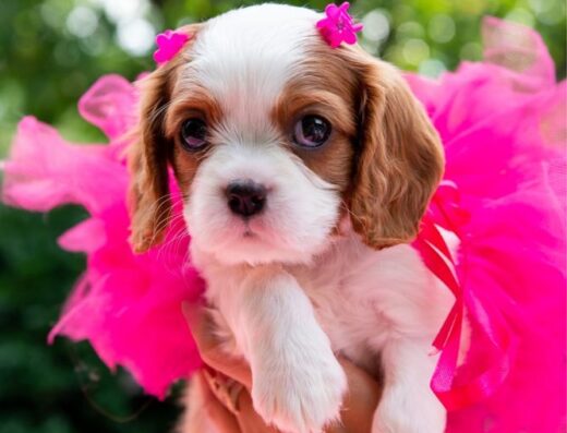 Кавалер кінг чарльз спанієль: Породні малюки з документами КСУ