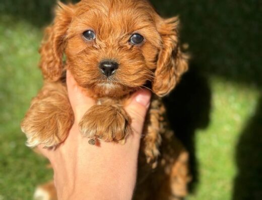 Кавапу: Ексклюзивна дівчинка невеликого розміру