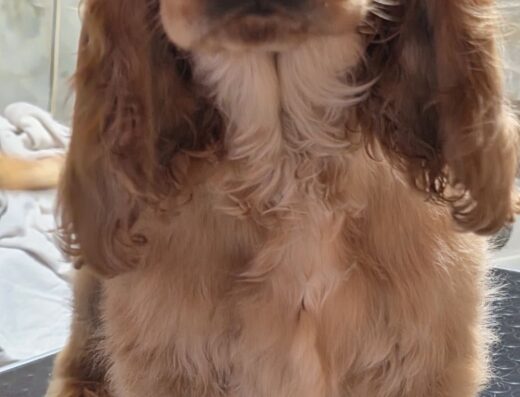 Англійський кокер-спанієль: Прекрасна дівчинка з розплідника