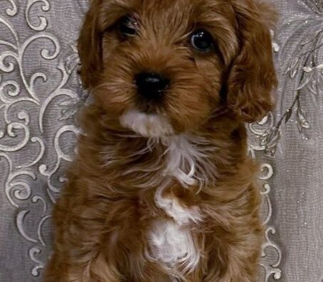 Кавапу f1: Ніжний та ласкавий малюк