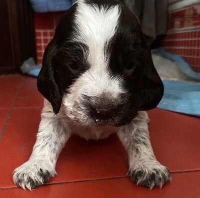 Мисливський спанієль: Дівчинка від клубної в’язки