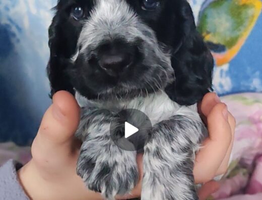 Мисливський спанієль: Неймовірні малюки з інформаційною підтримкою