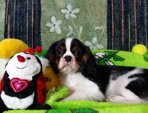 Кавалер кінг чарльз спанієль: Лагідний хлопчик забарвлення триколор