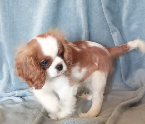 Кавалер кінг чарльз спанієль: Перспективний хлопчик для виставок та розведення