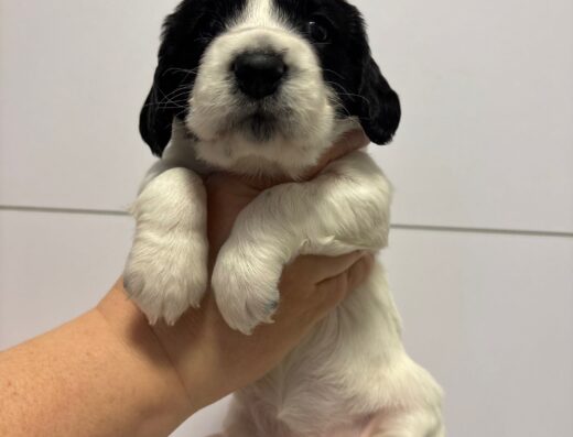 Кокер-спанієль: Маленьке щастя шукає свій дім