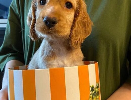 Мисливський спанієль: Самий ніжний та гарненький хлопчик