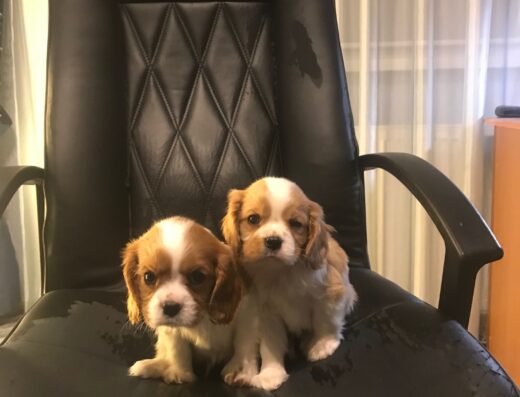 Кавалер кінг чарльз спанієль: Класні малюки з доставкою по Україні та за кордон