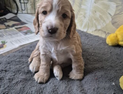 Англійський кокер-спанієль: Породні хлопчики та дівчатка для вашої родини