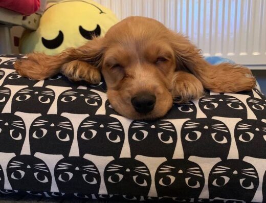 Англійський кокер-спанієль: Лагідна дівчинка — подарунок для душі