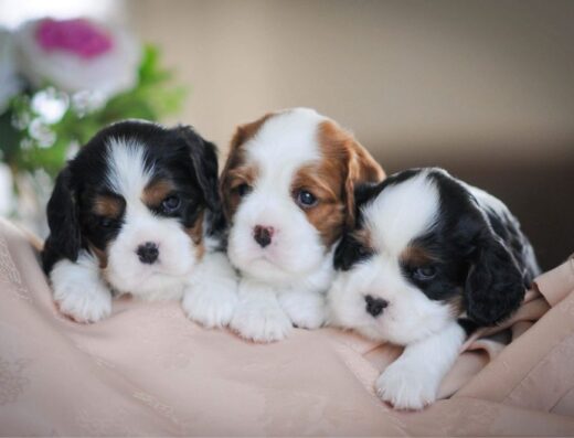Кавалер кінг чарльз спанієль: Очаровні малюки забарвлення бленхейм та триколор