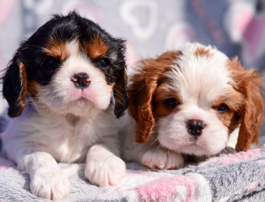 Кавалер кінг чарльз спанієль: Породні цуценята з розплідника