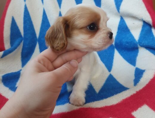 Кавалер кінг чарльз спанієль: Красива дівчинка забарвлення бленхейм