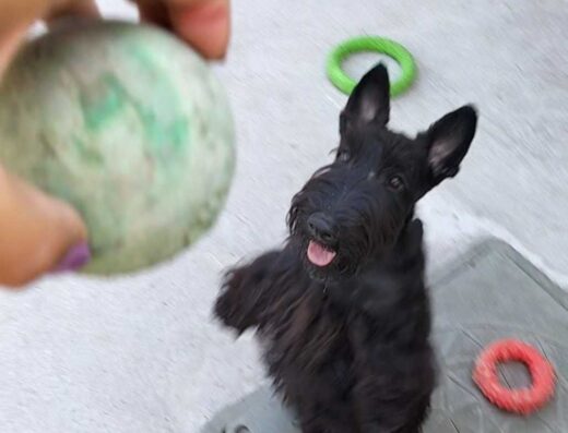 Шотландський тер’єр: Виставкові дівчатка з розплідника “PRETTY KATERPILLER”