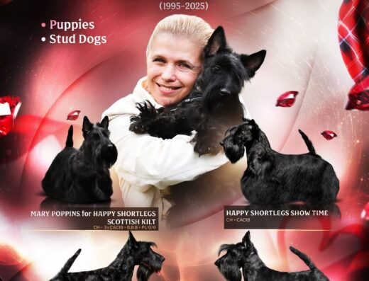 Шотландський тер’єр: Породні цуценята з ліцензованого розплідника