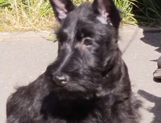 Скотч-тер’єр: Чорні малюки від титулованих батьків