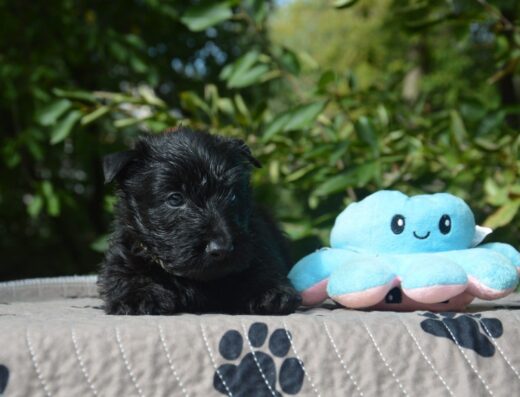 Шотландський тер’єр: Породні цуценята чорного та пшеничного забарвлення