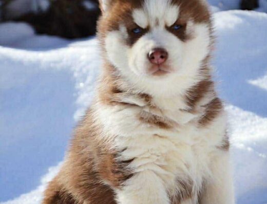 Сибірський хаскі: Елітні цуценята від чемпіонів