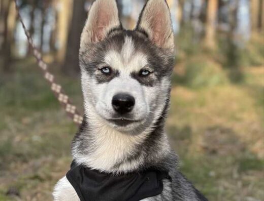 Сибірський хаскі: Шоу-клас для виставок та розведення