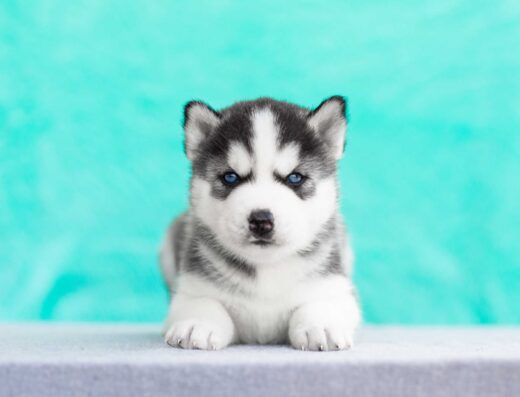 Сибірський хаскі: Яскраві малюки з монопородного розплідника