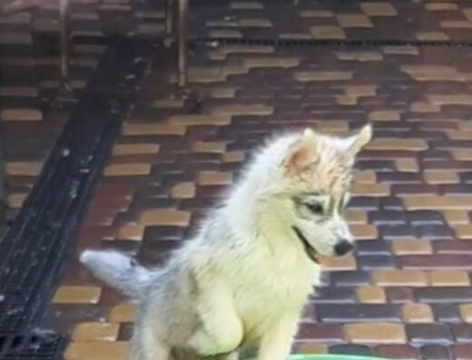 Сибірський хаскі: Красиве цуценя з документами КСУ