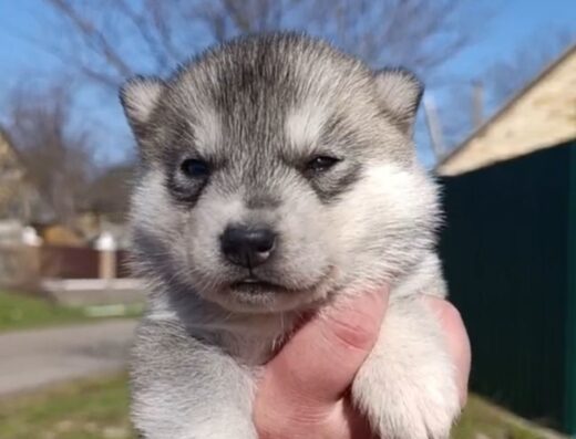 Сибірський хаскі: Красуня дівчинка на резерв