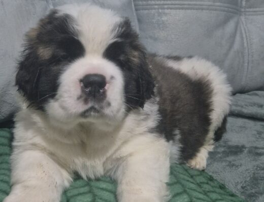 Сенбернар: Крупні та породні малюки з розплідника КСУ