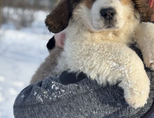 Сенбернар: Грайливі малюки в пошуках родини