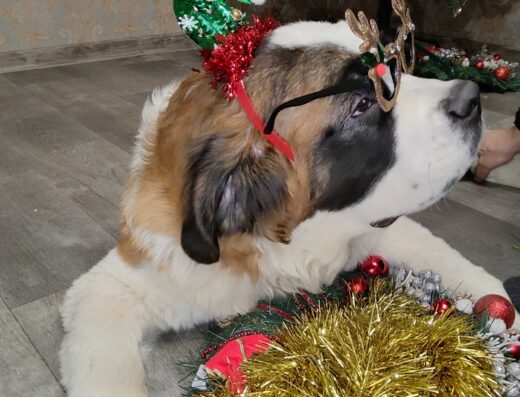 Сенбернар: Вірний друг та справжній велетень