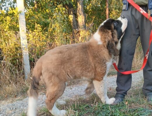 Сенбернар: Чистокровні малюки в пошуках найкращих домівок