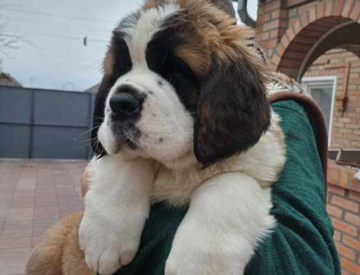 Сенбернар: Дівчатка з племінного заводу “GLAZA LUBVI”