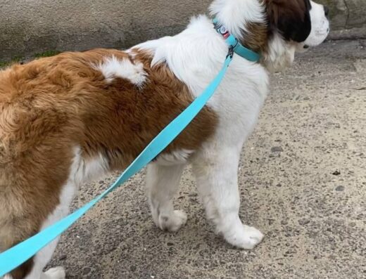 Сенбернар: Породна дівчинка з документами КСУ