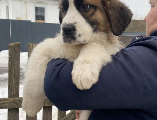 Сенбернар: Маленькі малюки в пошуках родини