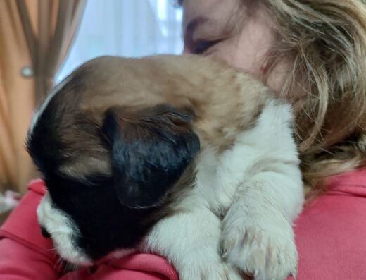 Сенбернар: Маленькі та гарні дітки в пошуках родини