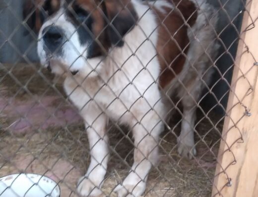 Сенбернар: Добра та врівноважена красуня для родини