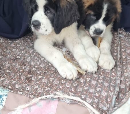 Сенбернар: Крупні малюки від породних батьків