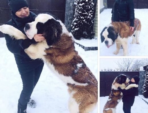 Сенбернар: Доросла собака з документами КСУ