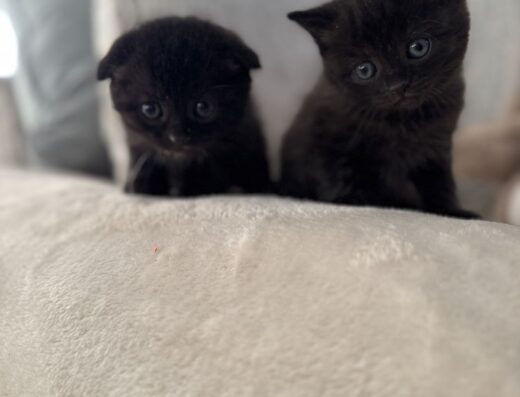 Висловухий кіт, кошеня висловухе, шотландське кошеня.