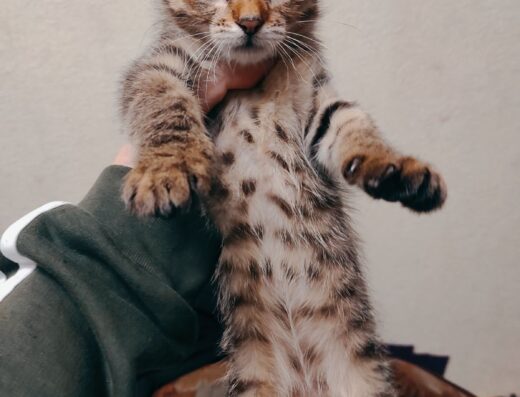 Кошенята, кіт, кішка