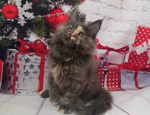 Черепахова мейн-кун-дівчинка на ім’я Отрада