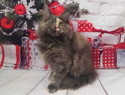 Черепахова мейн-кун-дівчинка на ім’я Отрада