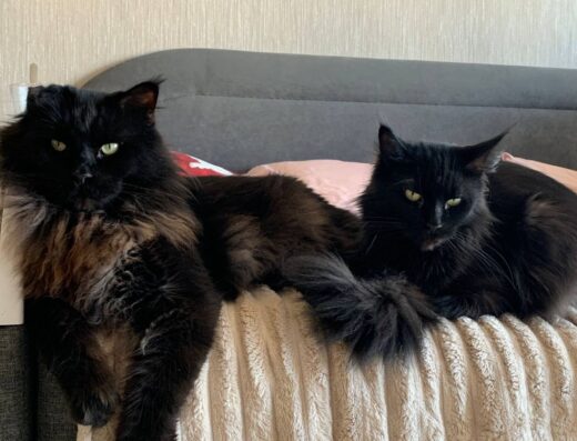 Чорні коти породи мейн-кун