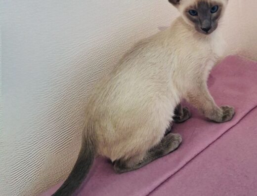 Ориентальный котик блю поинт окраса