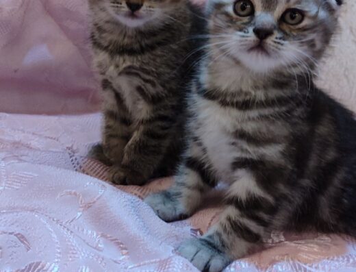 Шотландські кошенята