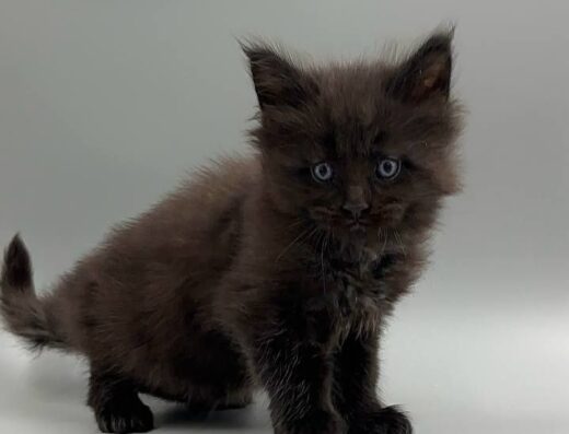 Чистокровні кошенята породи мейн-кун!