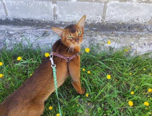 Відкрита бронь.Дикі котята аббісінки.
