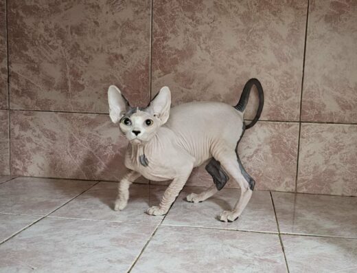 Дівчата повністю вакцинованні, готові до переізду