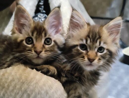 Продам мейн-куні